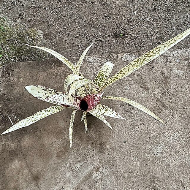 Neoregelia Fascinator