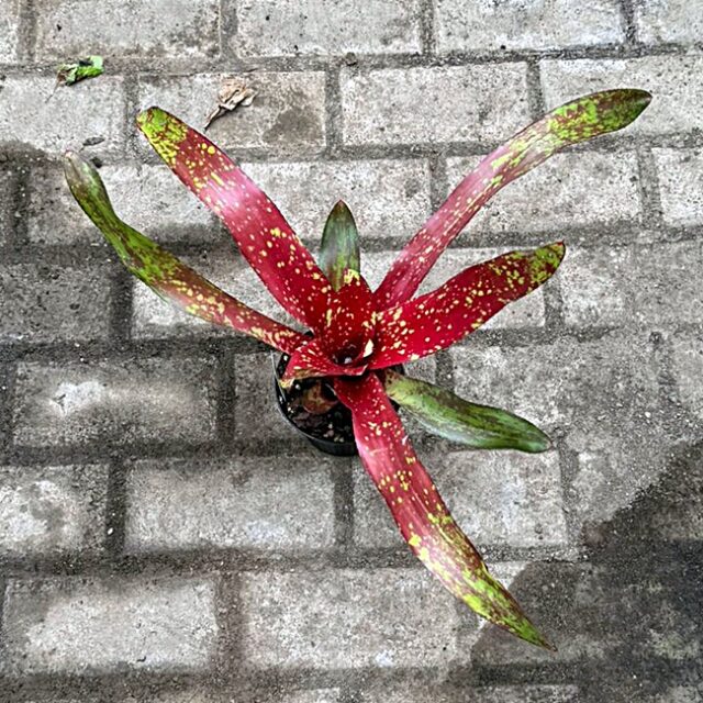 Neoregelia Lorena