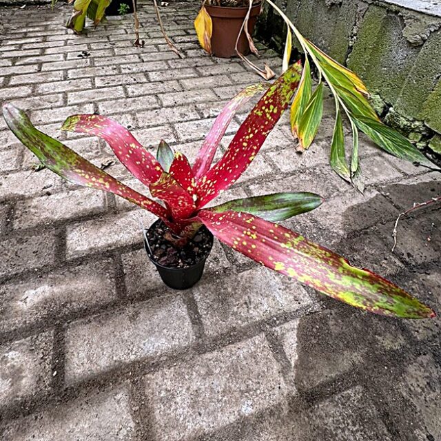 Neoregelia Lorena