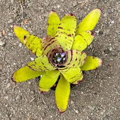 Neoregelia "Tropical Storm"