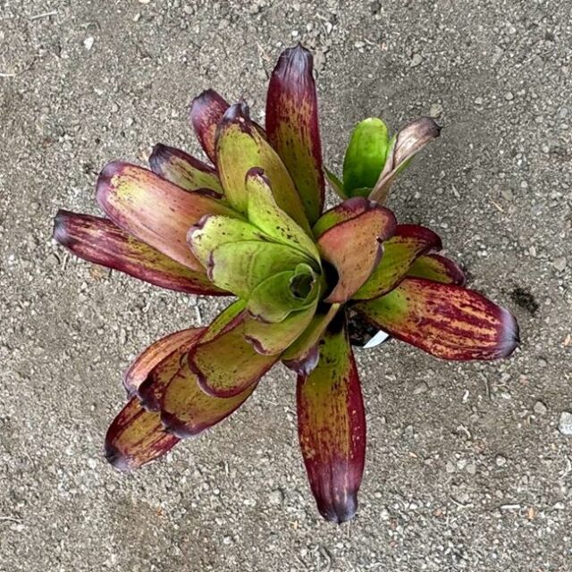 Neoregelia Strawberry Roan