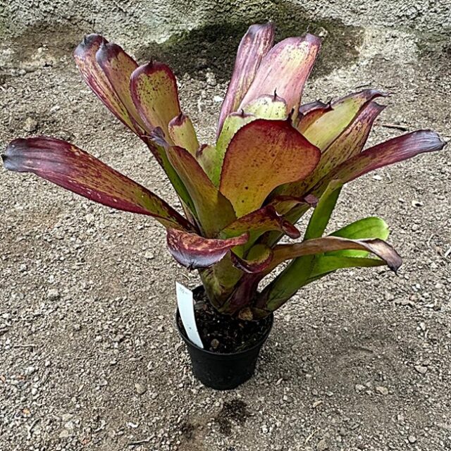 Neoregelia Strawberry Roan