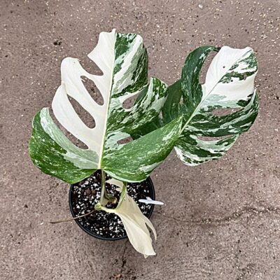 Monstera Deliciosa Var Nr 10