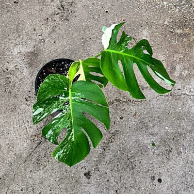 Monstera Deliciosa Var. Nr 14