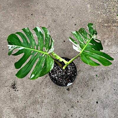 Monstera Deliciosa Variegata Nr 9