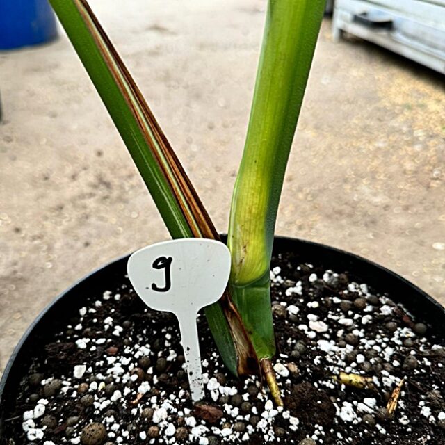 Monstera Deliciosa Variegata Nr 9