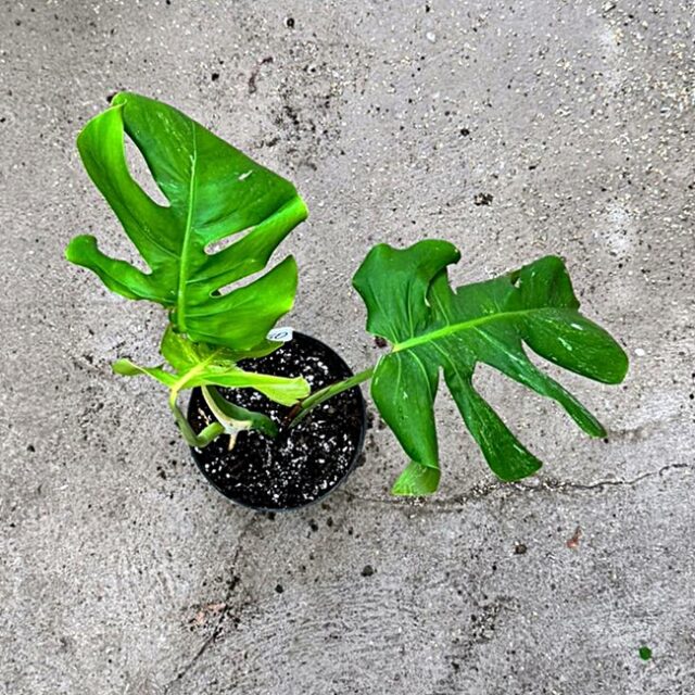 Monstera Deliciosa Var.