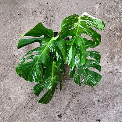 Monstera Deliciosa Var. Nr 13