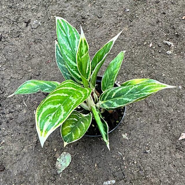 Kolbenfaden Aglaonema Commutatum