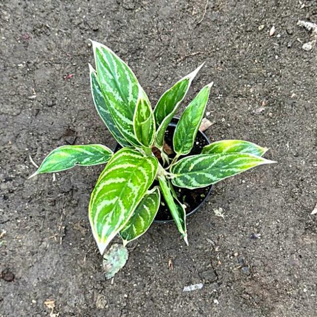 Kolbenfaden Aglaonema Commutatum