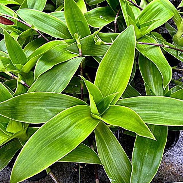 Callisia fragrans