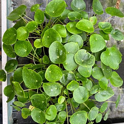 Pilea peperomioides (Chinesischer Geldbaum)