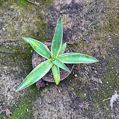 Agave kleinbleibend