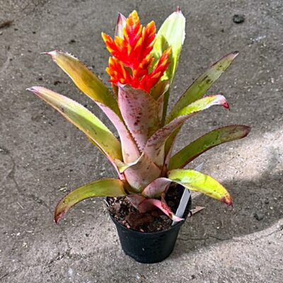 Aechmea Elegant Flame