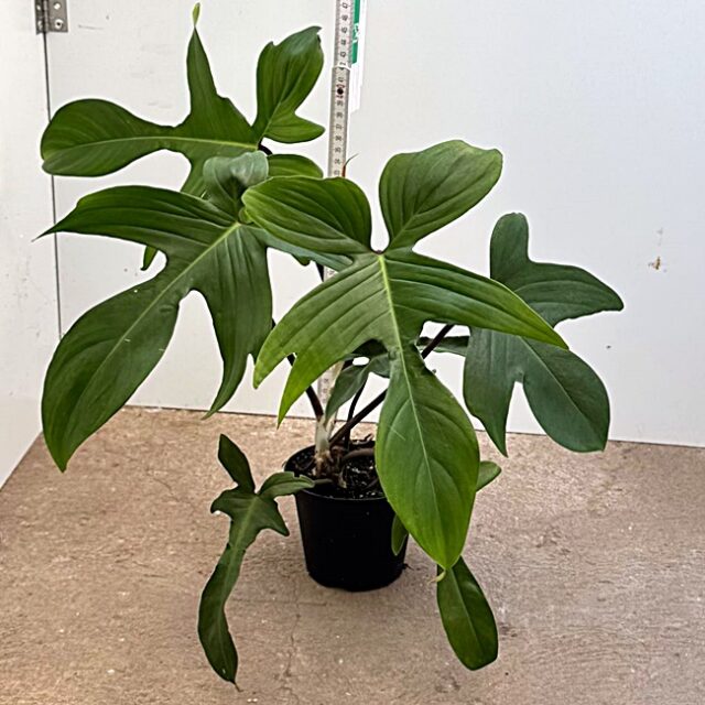 philodendron squamiferum