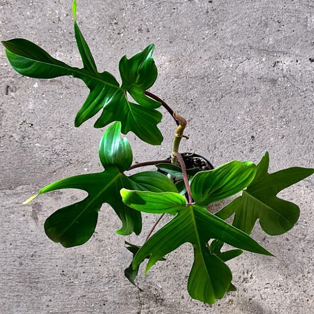 philodendron squamiferum