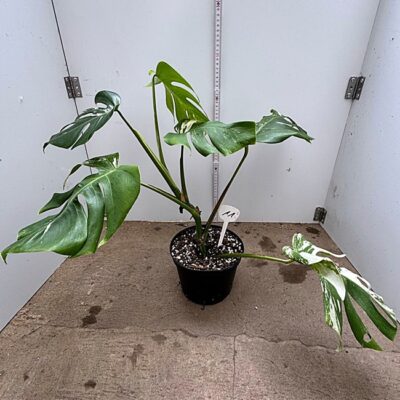 Monstera nr 11