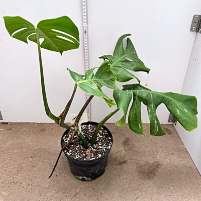 Monstera Nr 16