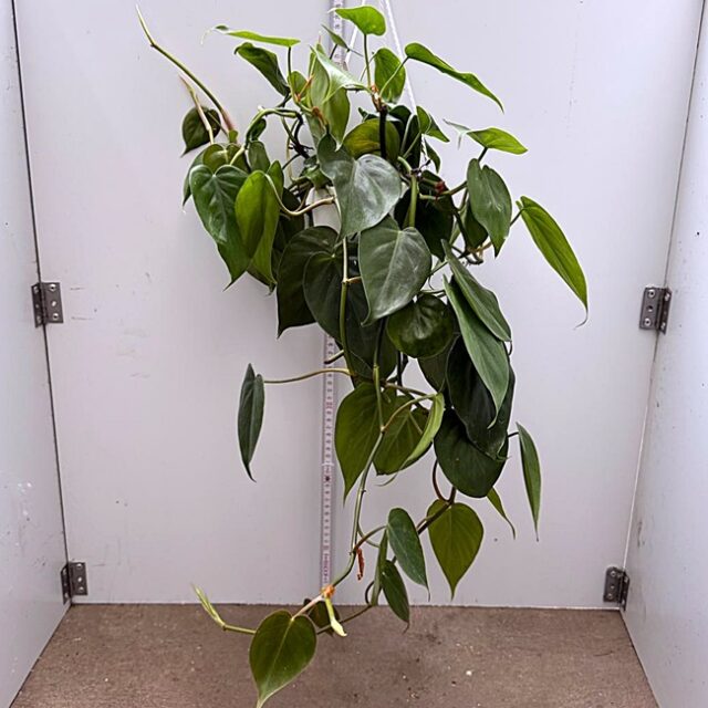 Philodendron hederaceum