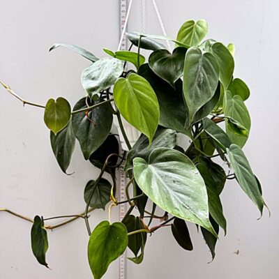 Philodendron hederaceum Nr 2