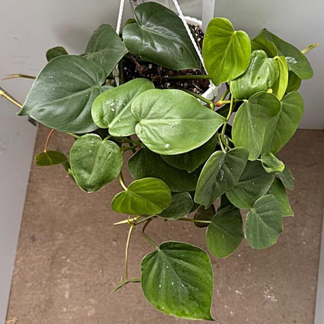 Philodendron hederaceum Nr 2