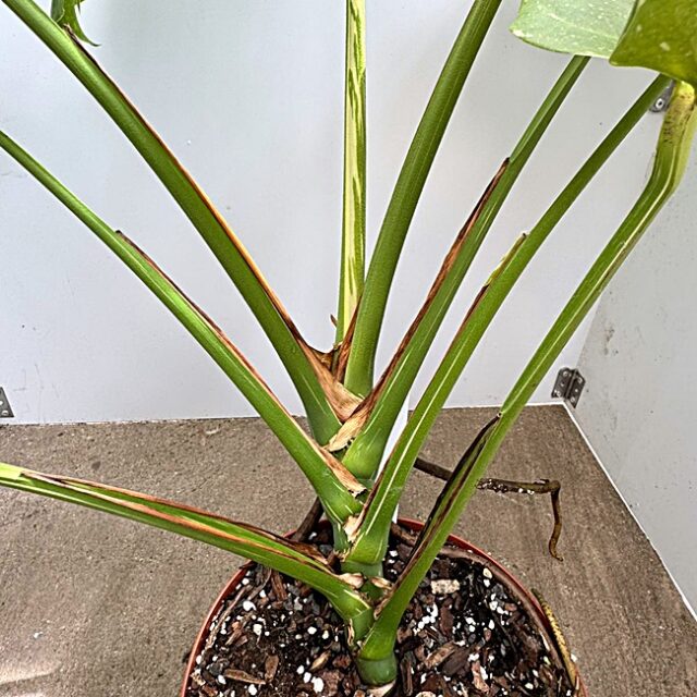 Monstera thai constellation Nr. 3