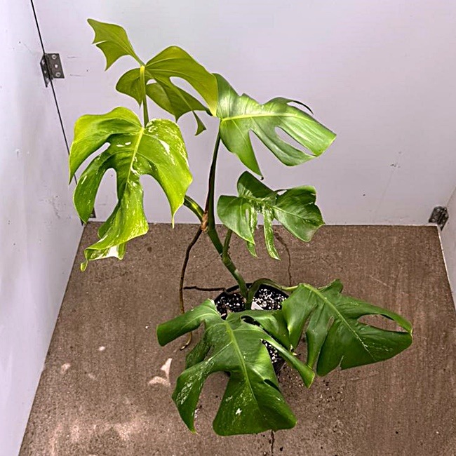 Monstera Nr 16
