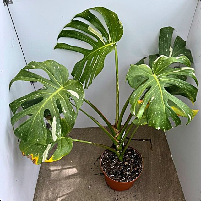 Monstera thai constellation Nr. 3