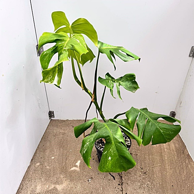 Monstera Nr 16
