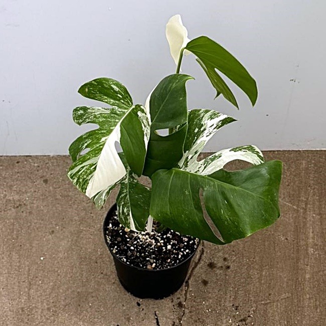 Monstera Nr 15