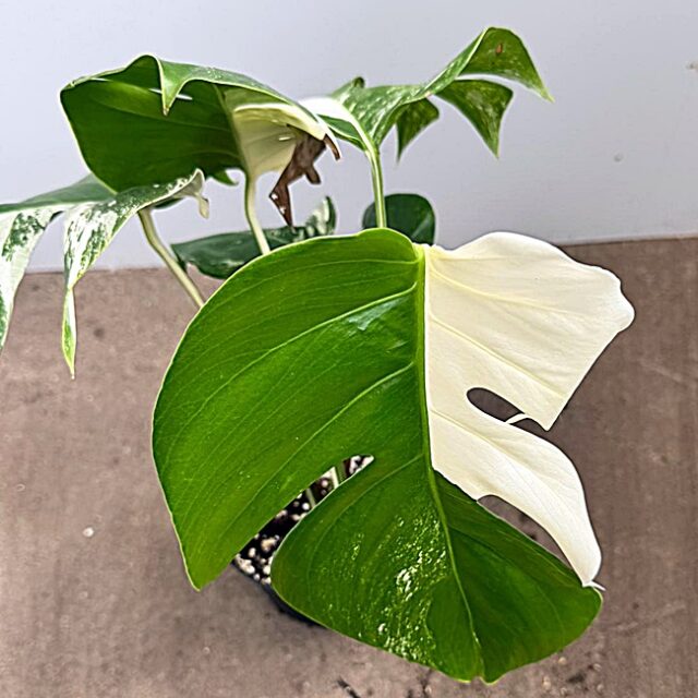 Monstera Nr 15