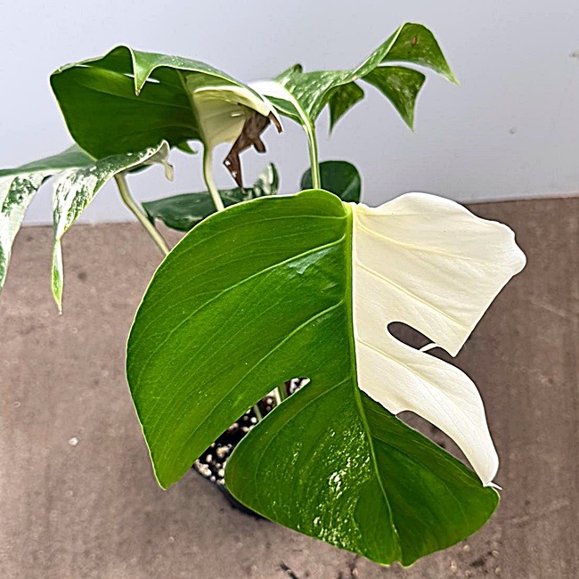 Monstera Nr 15
