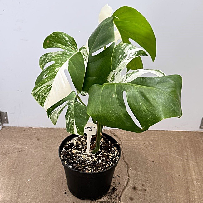 Monstera Nr 15