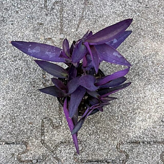 Tradescantia pallida