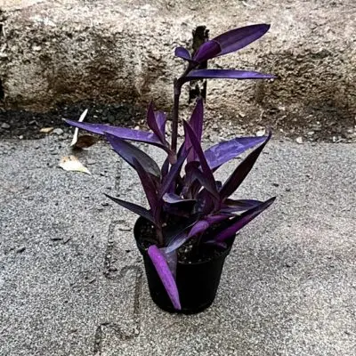 Tradescantia pallida