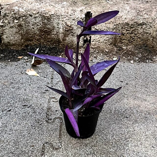 Tradescantia pallida