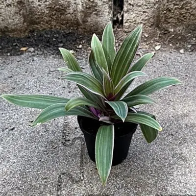 Callisia Repens (Kriechendes Schnpolster) - Bromelio Pflanzenraritten