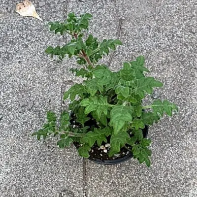 Plectranthus Harfensträucher