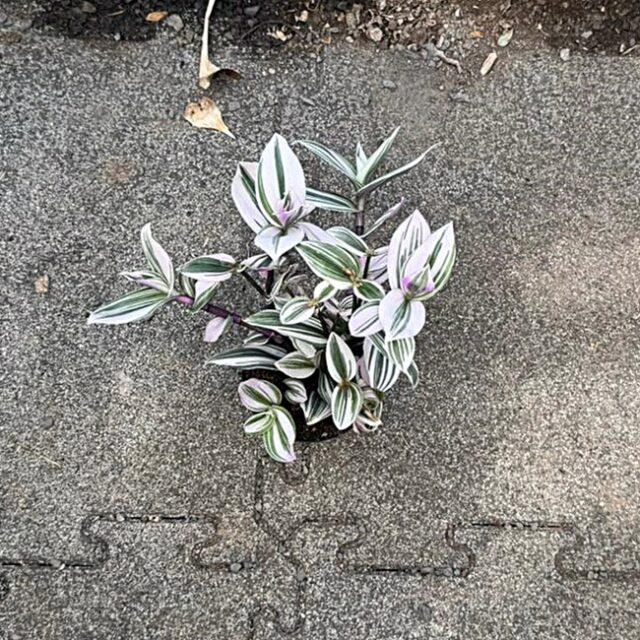 Tradescantia nanouk