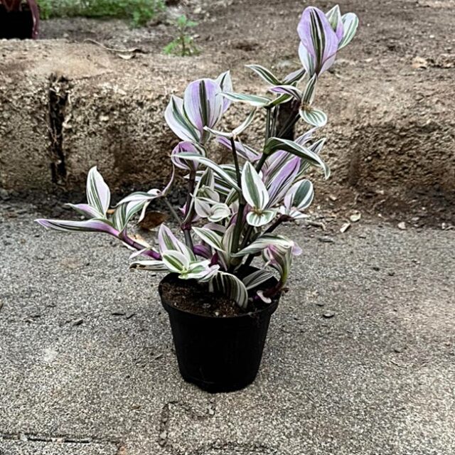 Tradescantia nanouk