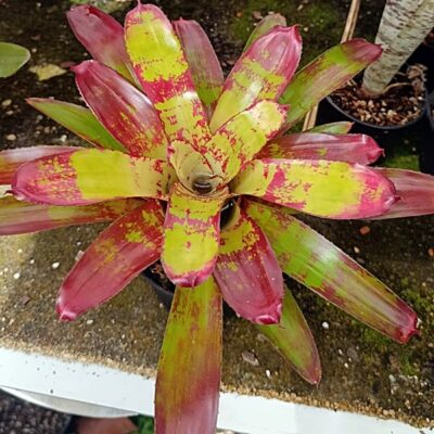 Neoregelia ,,Brian Weber"