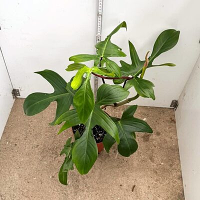 philodendron squamiferum