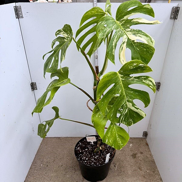 Monstera Borsigiana Nr 11