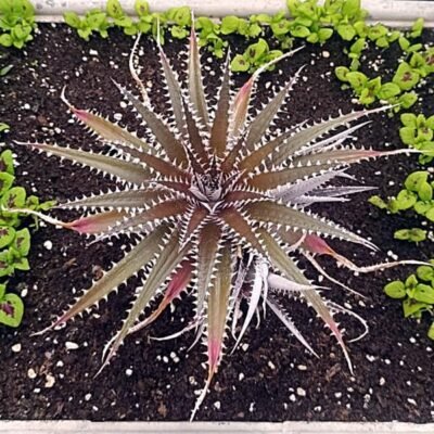 Dyckia Keswick