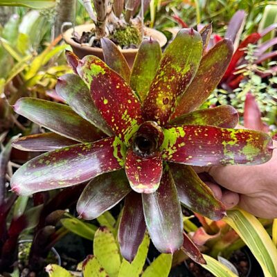 Neoregelia Toshiya