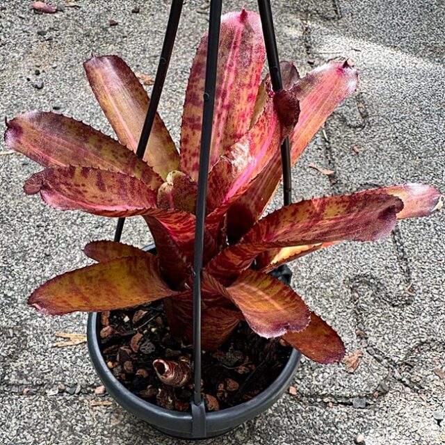 Neoregelia Charlie Brown