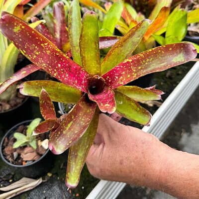 Neoregelia Ruby Throat