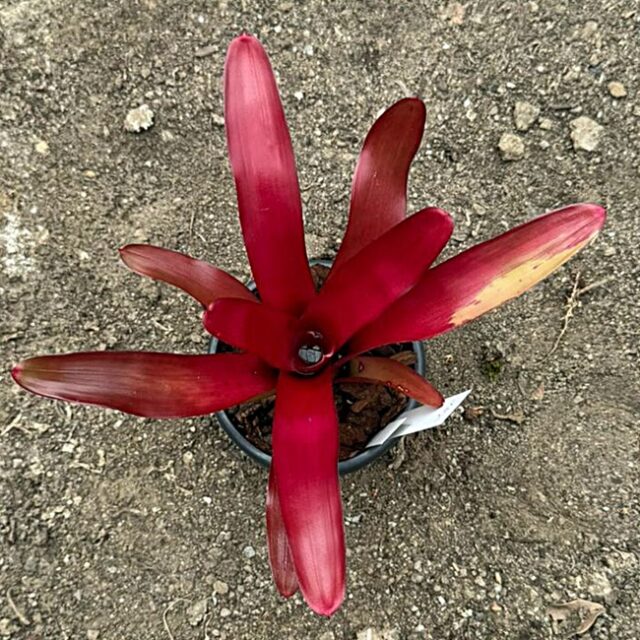 Neoregelia Fairy Nice
