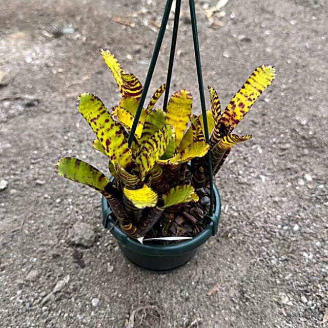 Neoregelia punctissima "Dark cat off"
