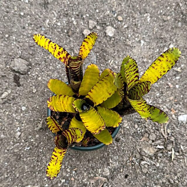 Neoregelia punctissima "Dark cat off"